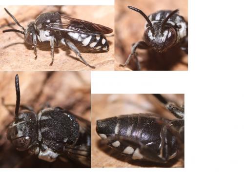 Réf. 242 206 : Epeolus fallax